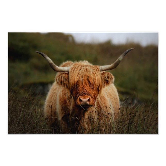 Highland Cow Isle do Impressão de Foto Mull (Frente)