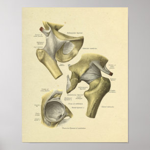 Hip Pelvis Joint Anatomy Bones Impressão