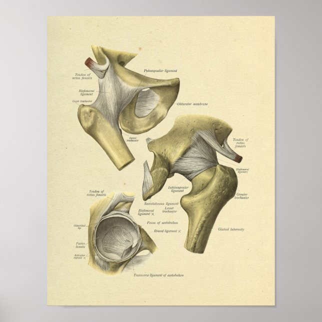 Hip Pelvis Joint Anatomy Bones Impressão (Frente)