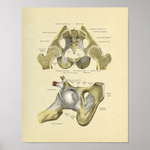 Hip Pelvis Joint Anatomy Bones Impressão