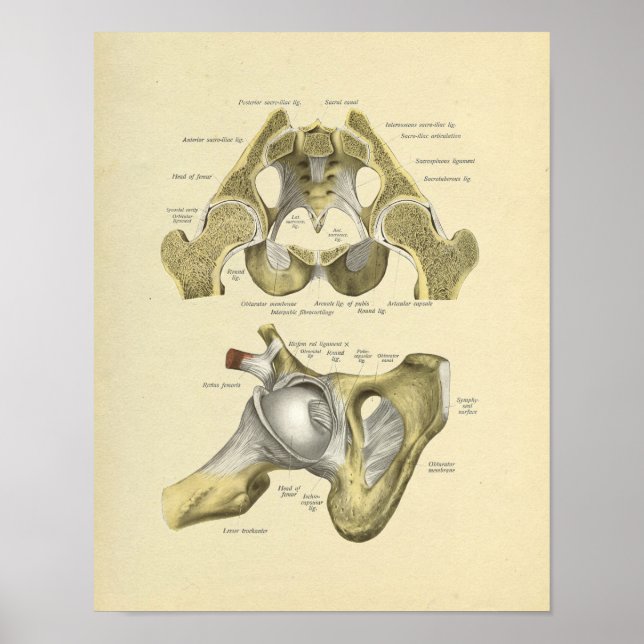 Hip Pelvis Joint Anatomy Bones Impressão (Frente)