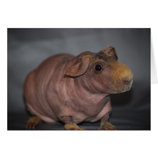 Hipopótamo? Cartão (Frente Horizontal)