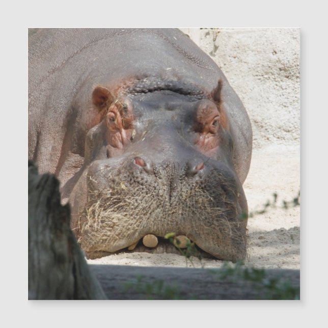 Hippo_20171101_by_JAMFoto (Frente)