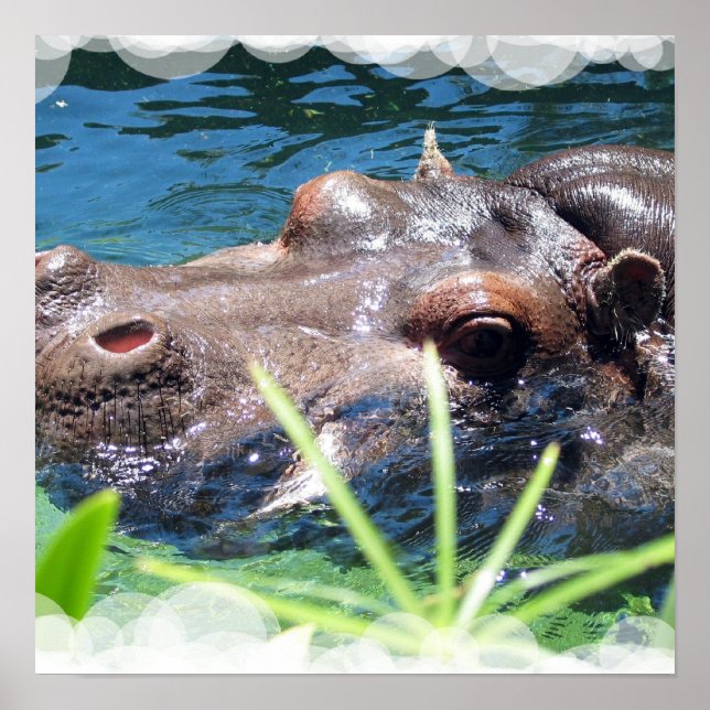 Hippo Poster (Frente)