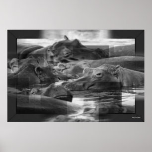 Hippopotamus Impressão