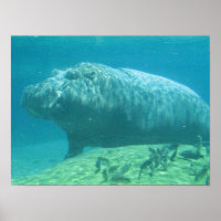 Hippopotamus Poster