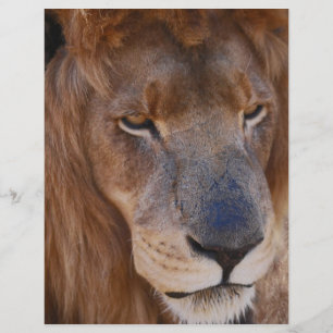 História dos leões em África do Sul