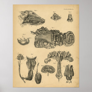 Hog Pig Internal Anatomy 1908 Vintage Impressão