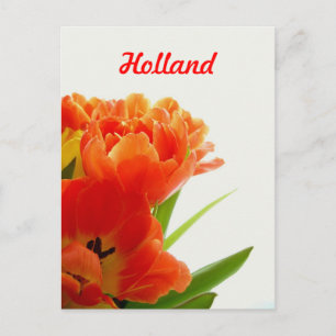 Holanada, Cartões Postais de Tulipas Laranjas