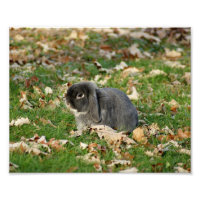 Holland Lop Bunny 10 x 8 Fotografia Impressão