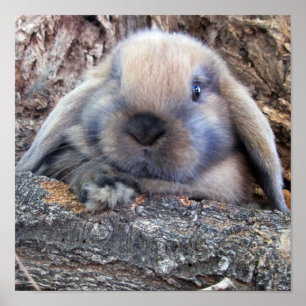 Holland Lop impressão