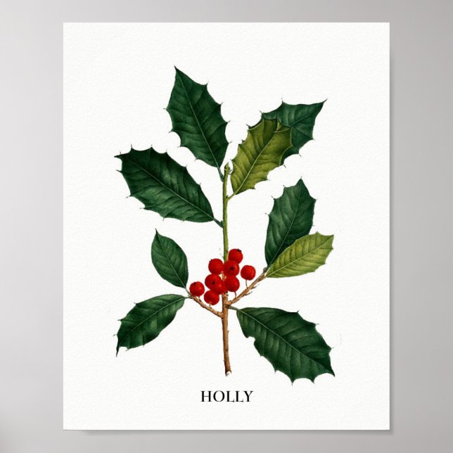 Holly Botanical Impressão (Frente)