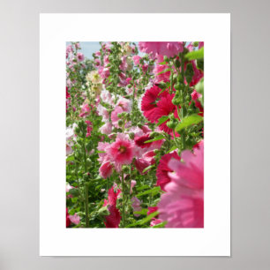 Hollyhocks Rosa: Poster do Japão