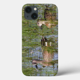 Homem-Teal de asas azuis e fêmea em zona úmida