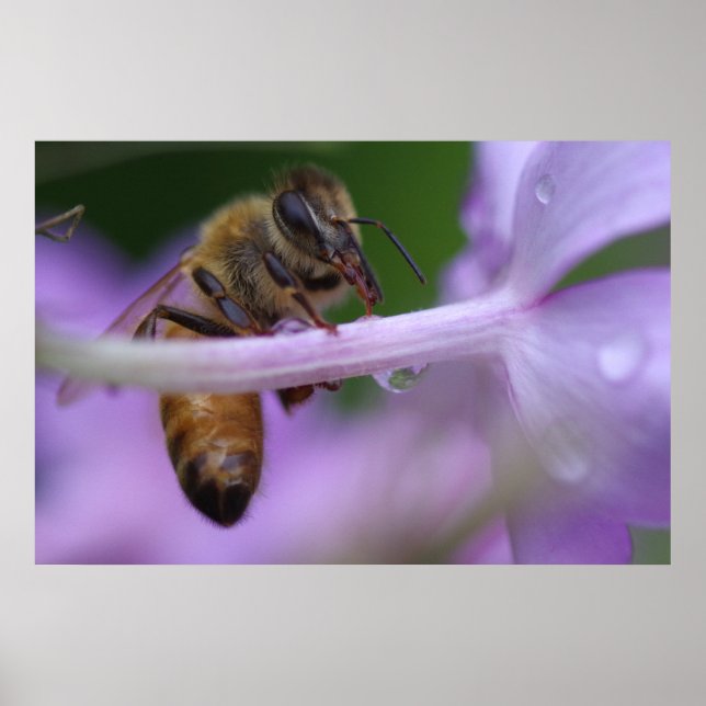 Honeybee Poster (Frente)