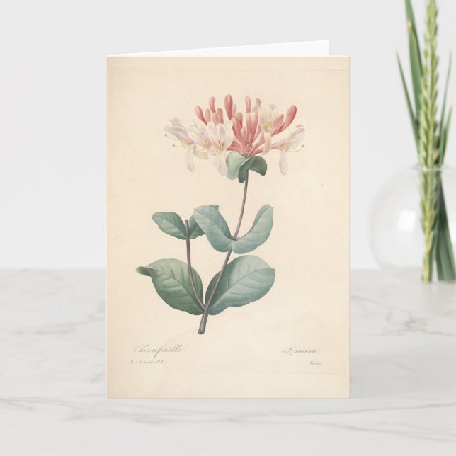 Honeysuckle do Cartão de condolências Botânico de  (Frente)