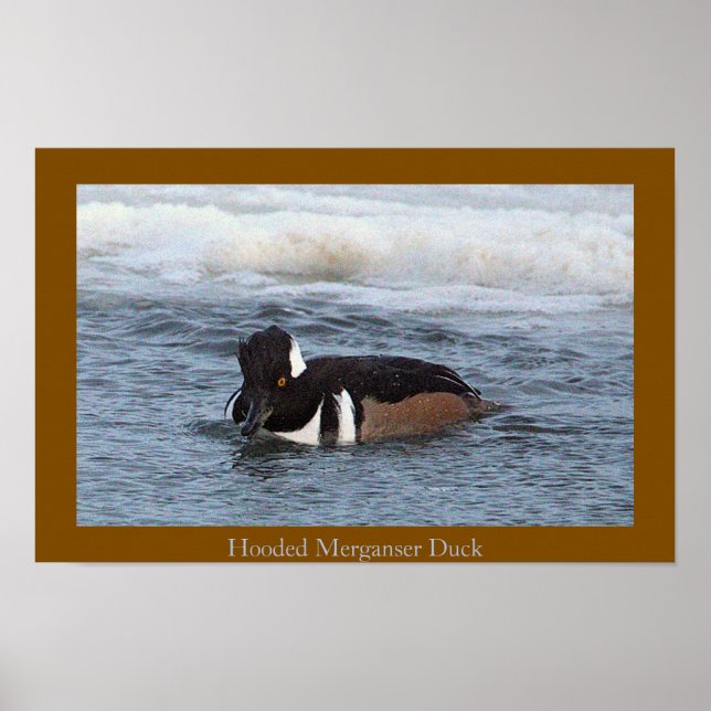 Hooded Merganser Duck Poster (Frente)