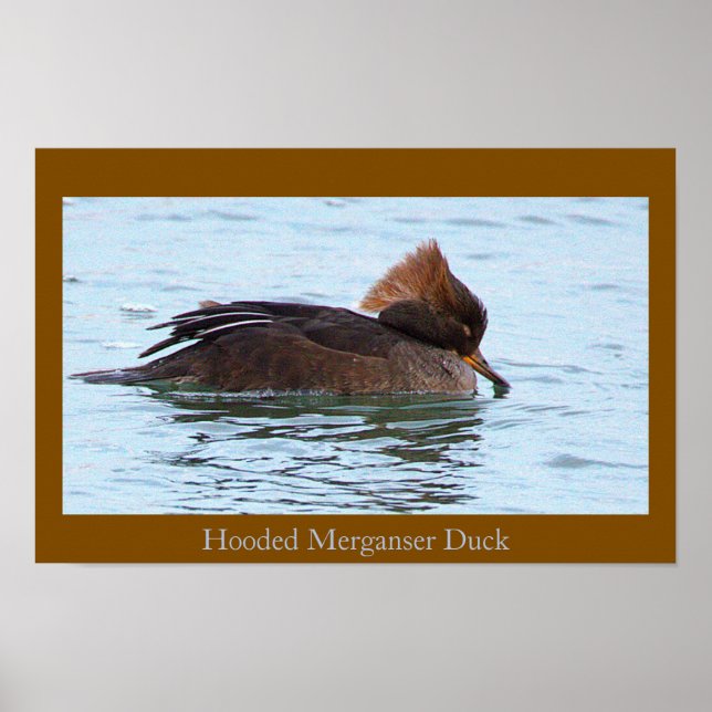 Hooded Merganser Duck Poster (Frente)