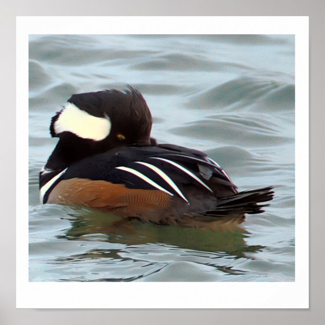 Hooded Merganser Duck Poster (Frente)