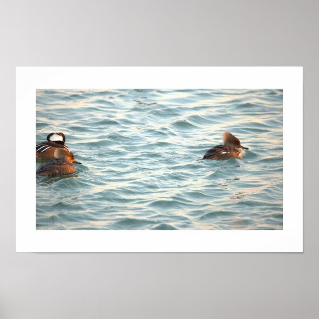 Hooded Merganser Ducks Poster (Frente)