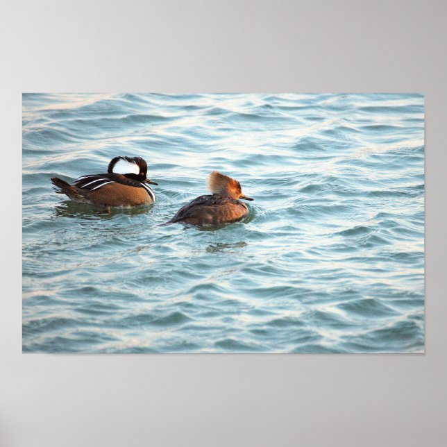Hooded Merganser Ducks Poster (Frente)