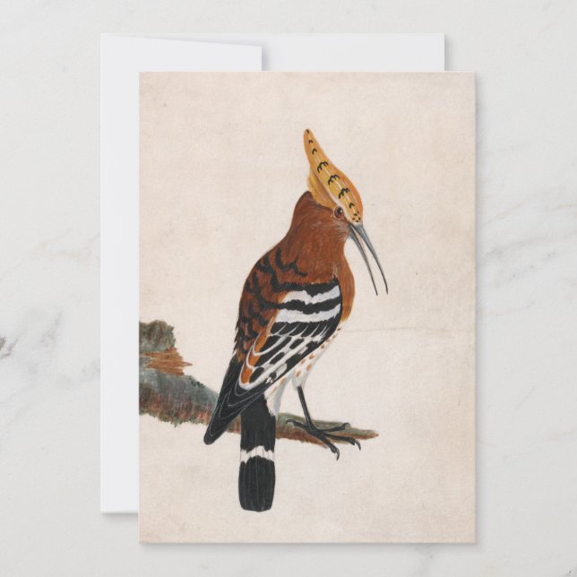 Hoopoe comum | William Lewin (Frente)