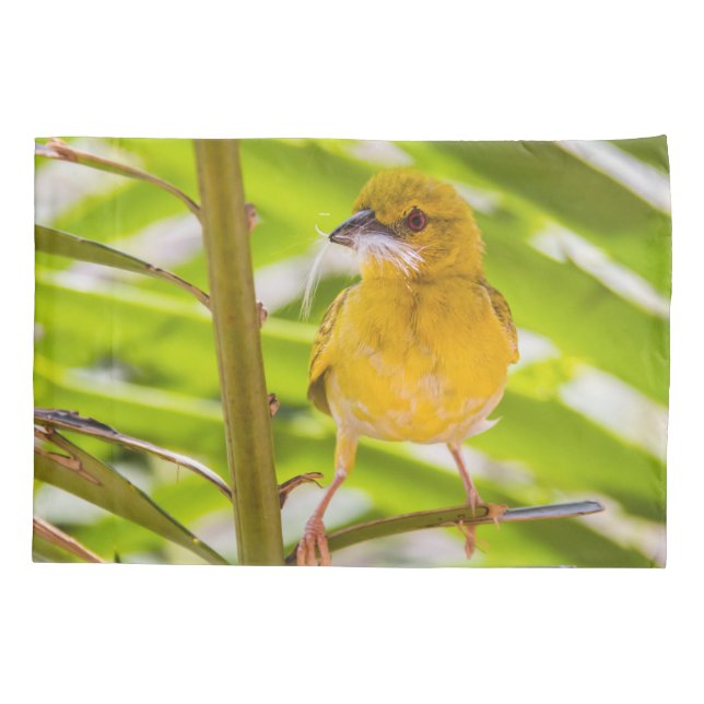 Hora de construir o ninho (Verso)