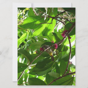 Hora do Almoço na Árvore