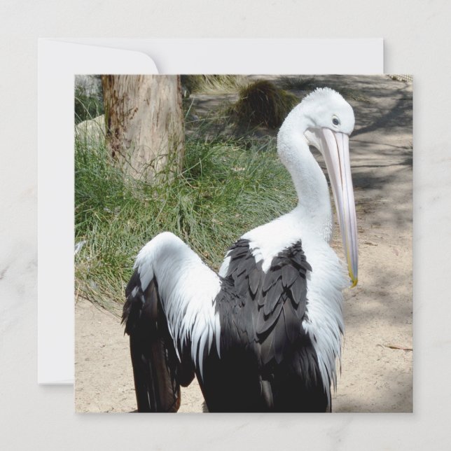 Hora Do Pelicano Para Preen, Placa Plana (Frente)