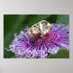 Hornet Alimentando a Natureza Poster