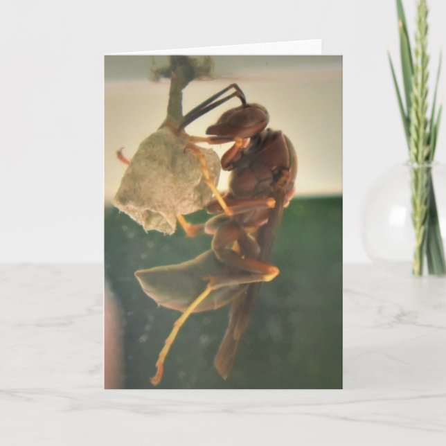 Hornet, cartão (Frente)