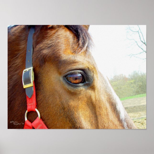 Horse Daydreams Poster (Frente)