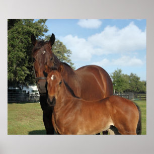 Horse Royale Impressão -24x20 -clique para menore