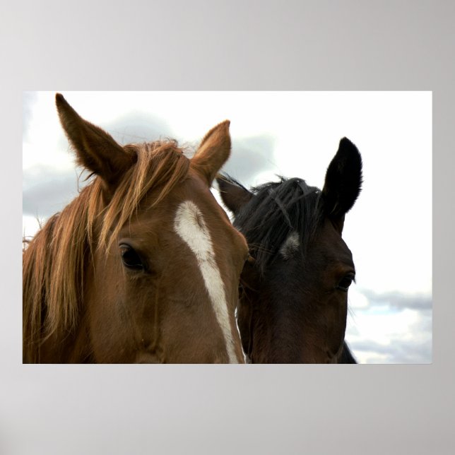 horsey love poster (Frente)