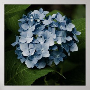 Hortênsia Azul 8515 Impressão
