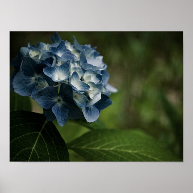 Hortênsia Azul 8519 Impressão (Frente)