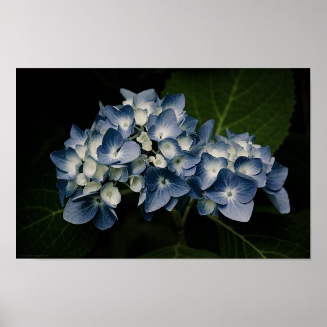 Hortênsia Azul Impressão 8514 (Frente)