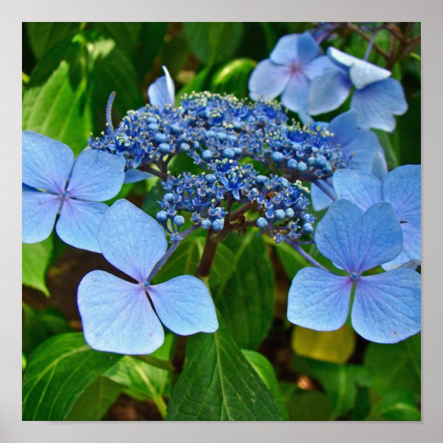 Hortênsia de Renda Azul - Poster (Frente)