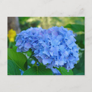 Horto Floral de Verão Cartão Postal Azul Hydrangea