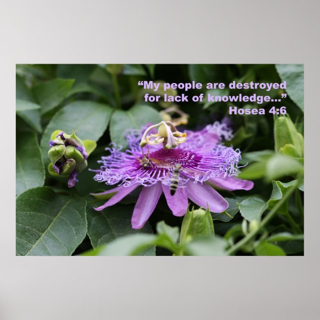 Hosea 4:6 Scripting Poster (Frente)
