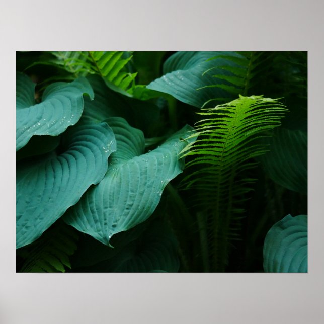 Hosta e Fern Poster (Frente)