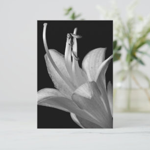 Hosta Flower Black, Fotografia Elegante Branca