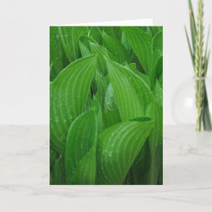 Hosta sai com o Cartão de Aniversário do Raindro