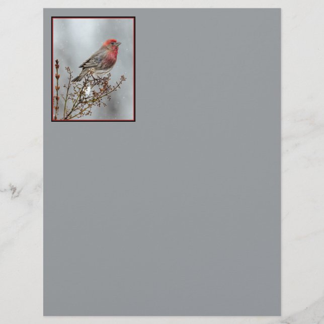 House Finch in Snow - Foto original (Frente)