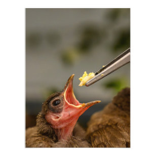 house sparrow nestling Foto Alargamento