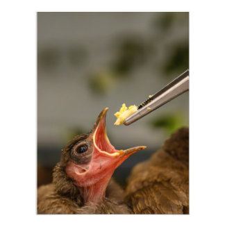 house sparrow nestling Foto Alargamento