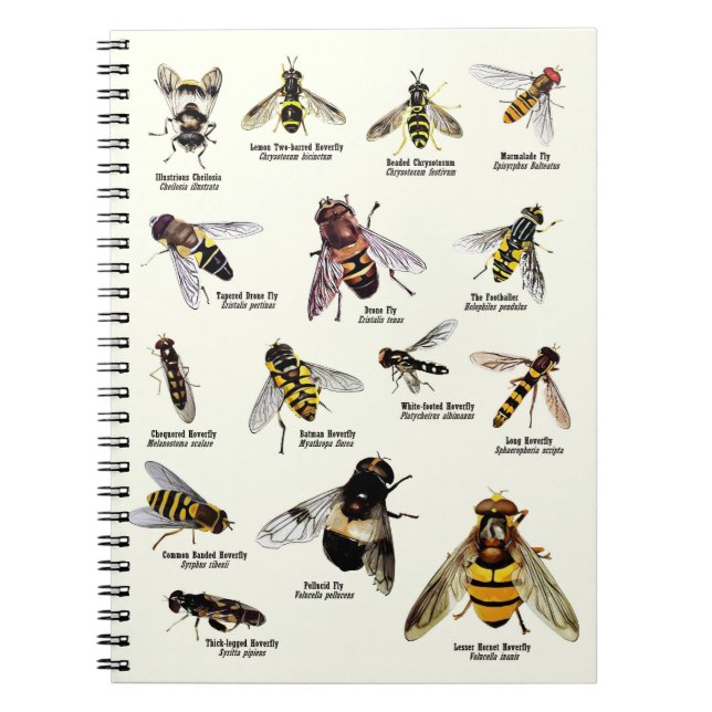 Hoverflies do Reino Unido - caderno (Frente)