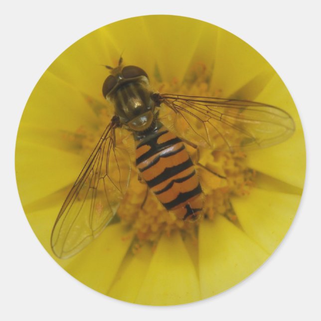 Hoverfly em um adesivo Marigold (Frente)