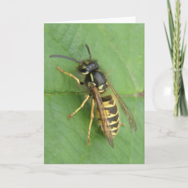 Hoverfly em um Cartão Saudação Folha (Frente)