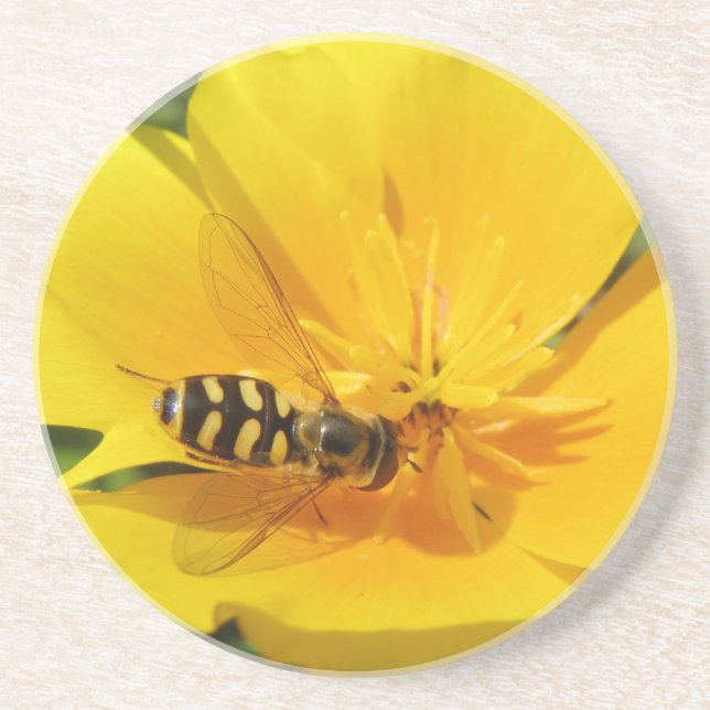 Hoverfly em uma Porta copos Flor (Frente)